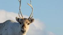 Incredible Animal Journeys: Compilation Season show