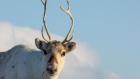 Incredible Animal Journeys: Compilation Season: Wild Parenthood