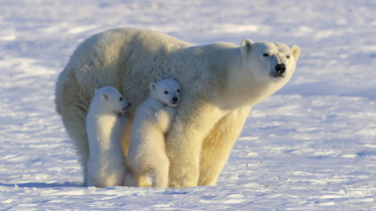 https://assets-natgeotv.techops.disn.io/Shows/92285.jpg