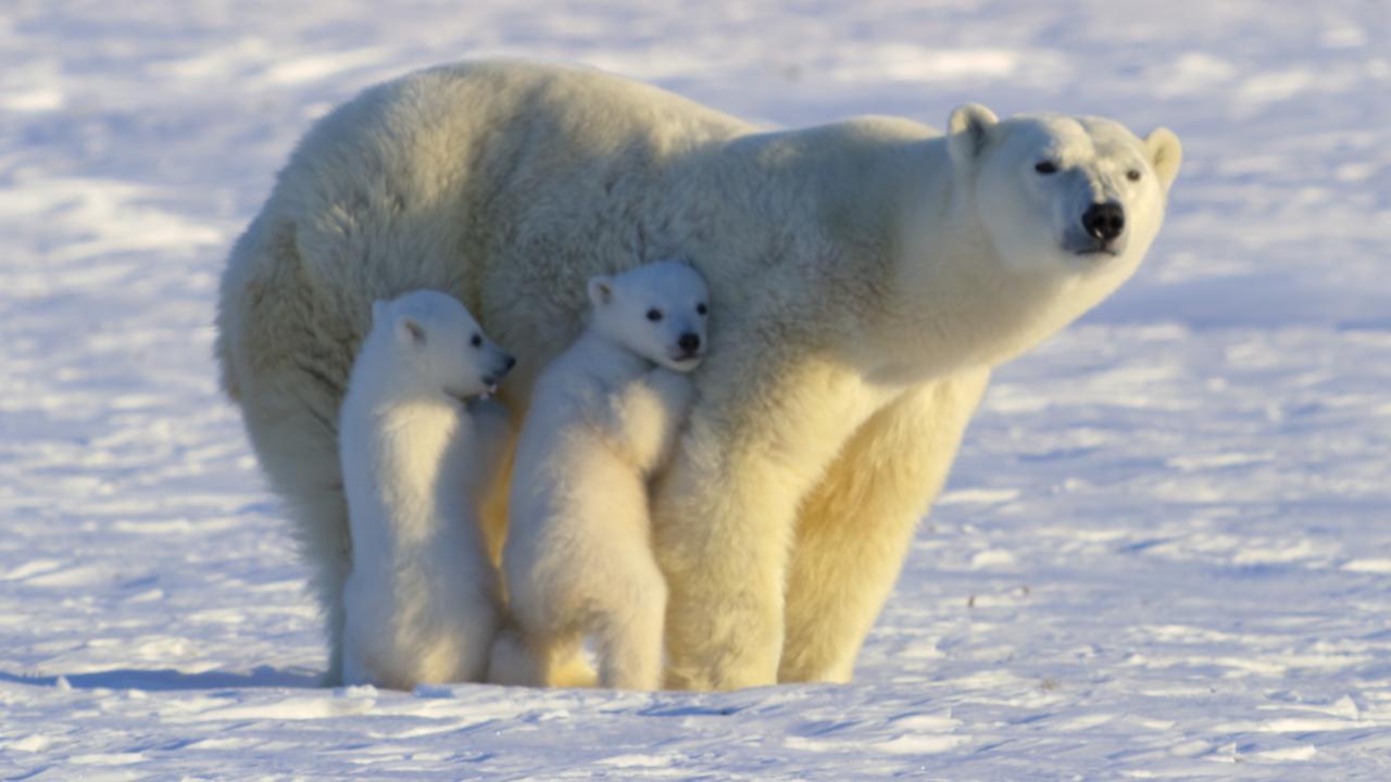 https://assets-natgeotv.techops.disn.io/Shows/92286.jpg