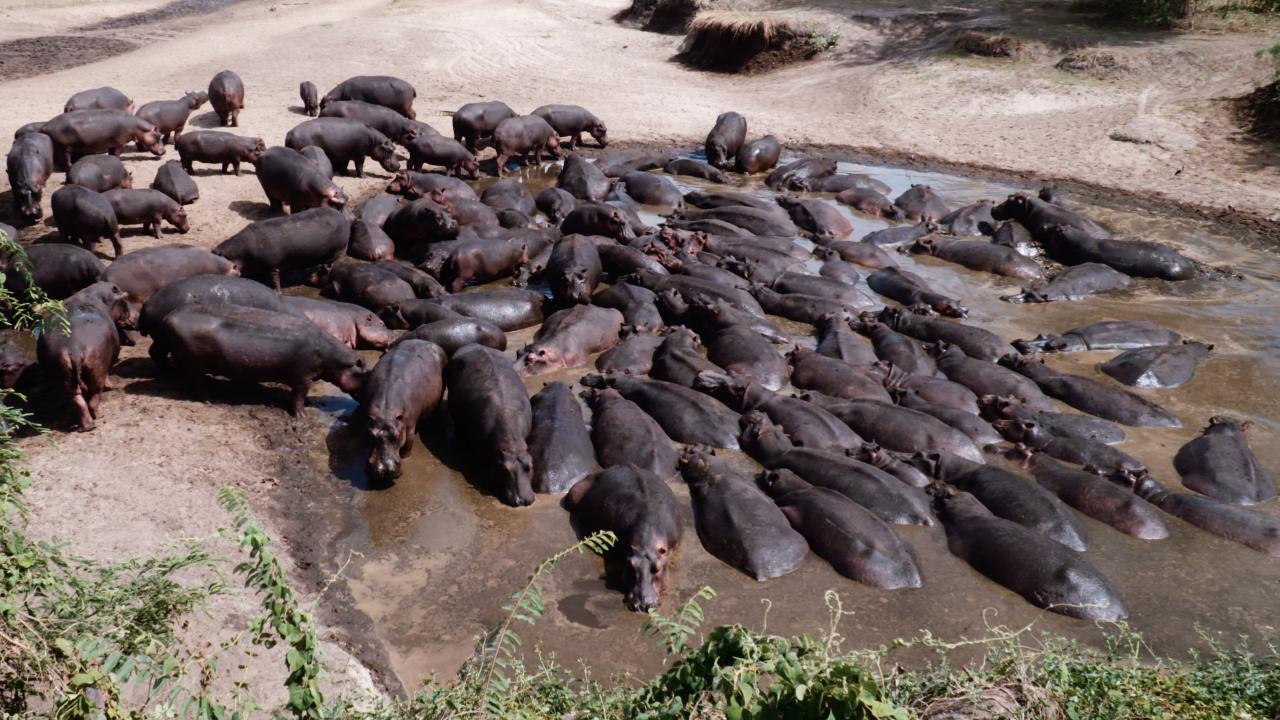 https://assets-natgeotv.techops.disn.io/Shows/92288.jpg