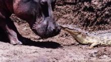 Katavi - Africa's Fallen Paradise show