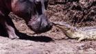 Katavi - Africa's Fallen Paradise