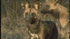 Animal Fight Club: Enemy Within