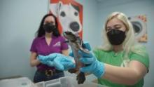 Critter Fixers: Country Vets: 2024 Reptile show