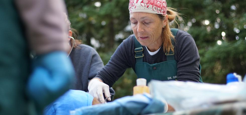 Dr. Oakley, Yukon Vet