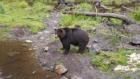 Dr. Oakley, Yukon Vet: Blazing Bison