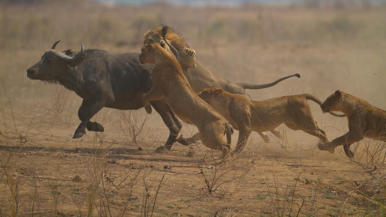 https://assets-natgeotv.techops.disn.io/Shows/92429.jpg