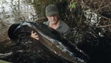 Last of The Giants: Wild Fish show