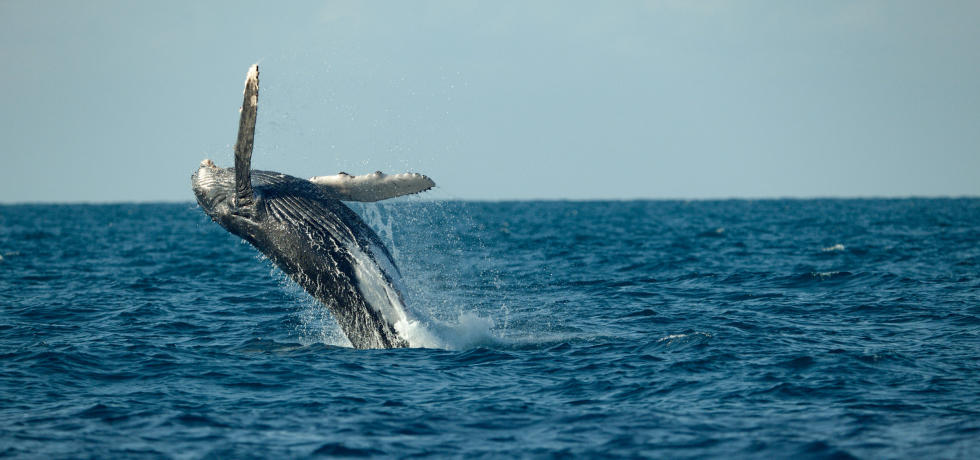 Secrets of the Whales