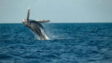 Secrets of the Whales show