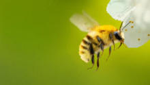 Secrets of the Bees show