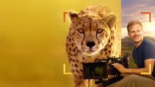 Cheetahs Up Close with Bertie Gregory show