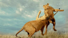 Killer Safari show