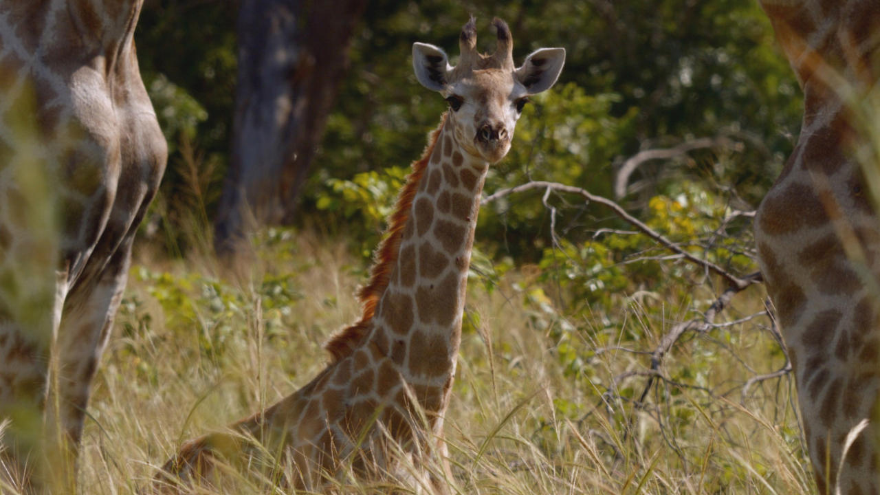 https://assets-natgeotv.techops.disn.io/Shows/92616.jpg