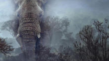 Ghost Elephants show