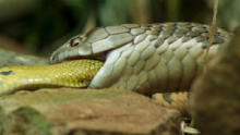 Strangest Nature show