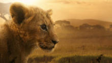 Lion show