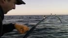 Sustainability: Bluefin Regulations