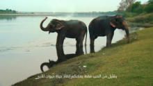 أبطال الغابة برنامج