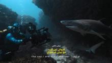 أسماك القرش عن قرب مع بيرتي غريغوري برنامج