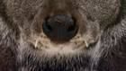 Siberia Musk Deer